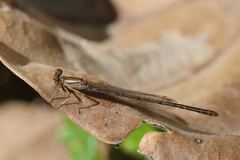 Austroagrion exclamationis