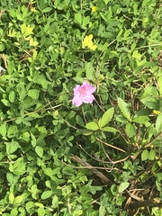 Rhododendron indicum