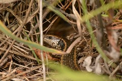Oligosoma kokowai
