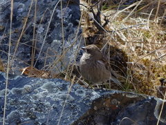 Leucosticte nemoricola