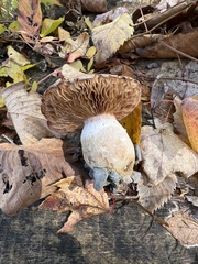 Armillaria gallica