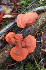 Trametes cinnabarina