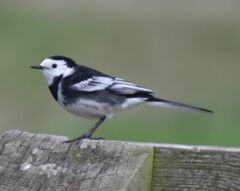 Motacilla alba yarrellii