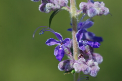 Trichostema lanatum