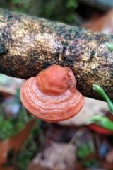 Trametes cinnabarina