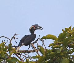 Anthracoceros malayanus