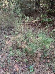 Eupatorium × pinnatifidum