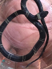 Leptodeira nigrofasciata