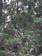 Cyanocorax yucatanicus