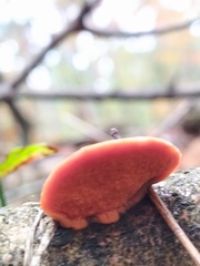 Trametes cinnabarina