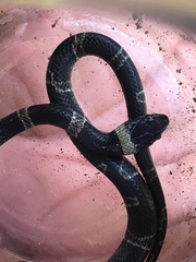 Leptodeira nigrofasciata