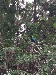 Cyanocorax yucatanicus