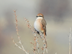 Lanius isabellinus
