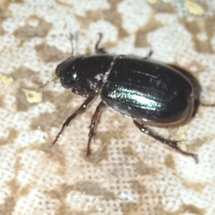 Scarabaeidae