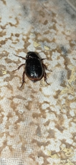 Scarabaeidae