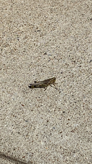 Melanoplus differentialis