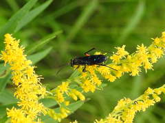 Ceropales bipunctata