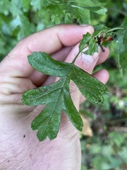 Crataegus monogyna