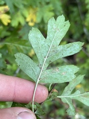 Crataegus monogyna