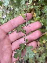 Crataegus monogyna