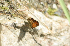 Melitaea deione
