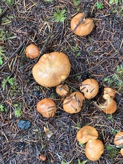 Suillus umbonatus