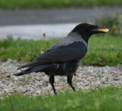 Corvus cornix × corone