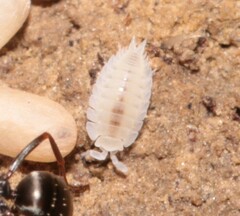 Platyarthrus hoffmannseggii