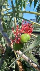Jatropha multifida