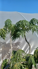 Jatropha multifida