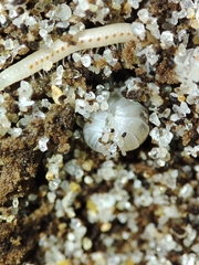 Armadillidium album