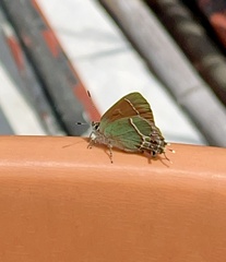 Callophrys xami xami