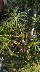 Jatropha multifida