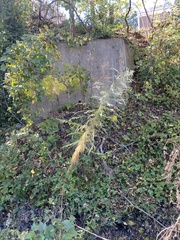 Eupatorium capillifolium