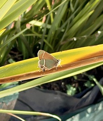 Callophrys xami xami