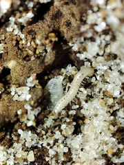 Armadillidium album