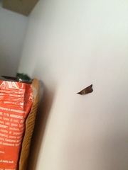 Plodia interpunctella