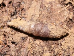 Alinda biplicata