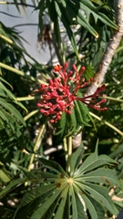 Jatropha multifida