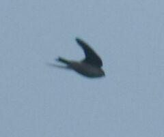 Hirundinidae