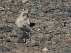 Spermophilus erythrogenys