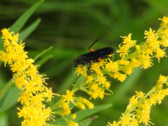 Ceropales bipunctata