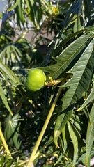 Jatropha multifida