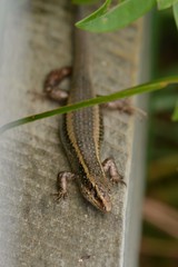 Oligosoma kokowai