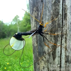 Megarhyssa atrata
