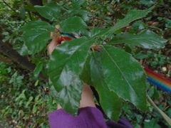 Quercus ilex