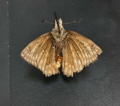 Erynnis persius