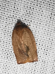 Cacoecimorpha pronubana