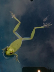 Dendropsophus molitor