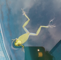 Dendropsophus molitor